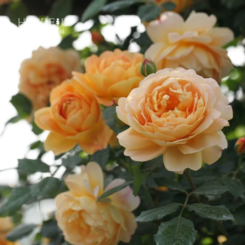 【黄金庆典】1.5米爬藤月季藤本花苗四季庭院植物阳台花卉盆栽地栽