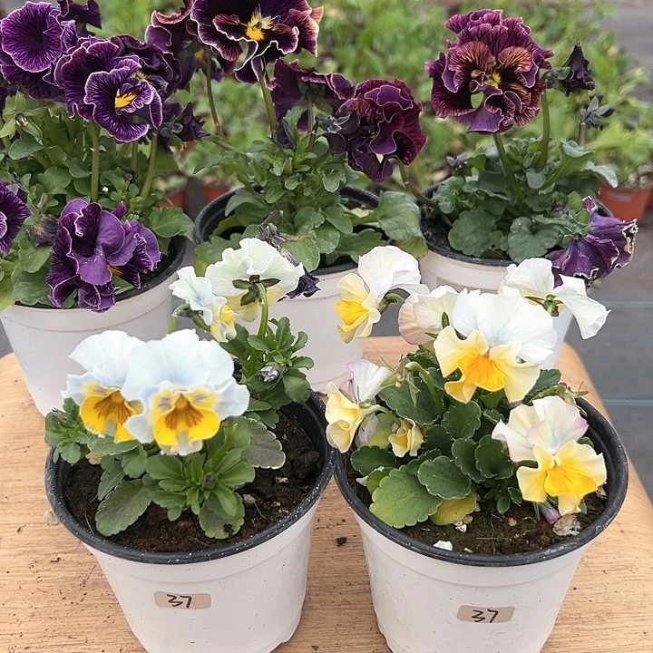 红陶抖音直播闪拍37