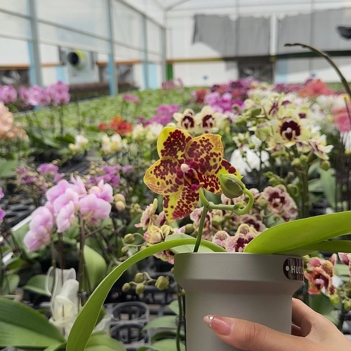 大部分开放少量花苞豹纹