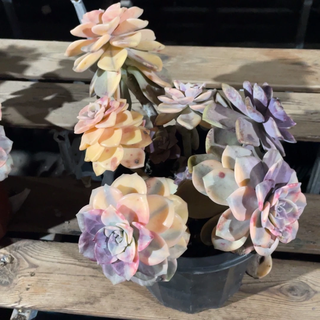 坐****冷淘多肉锦紫乐一下个