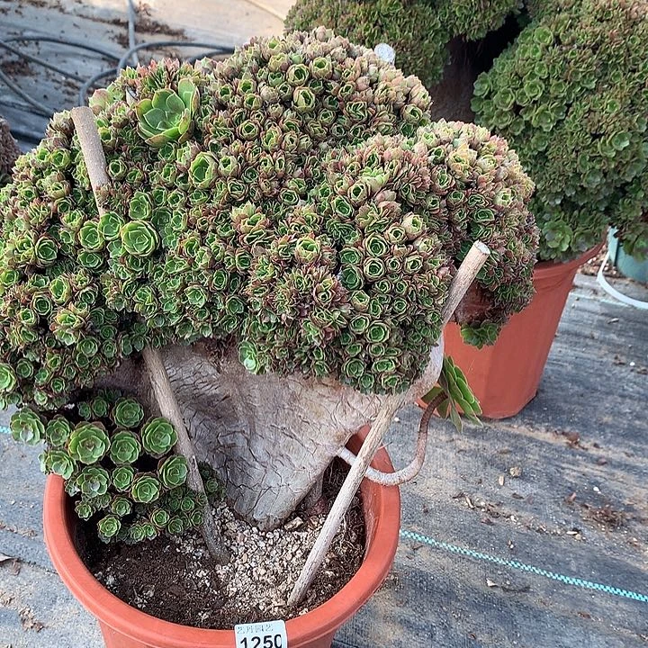 特1250万圣节一颗缀化微瑕