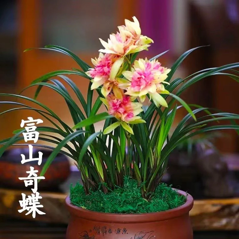 建兰3大奇花【富山奇蝶】夏季开花浓香型花卉绿植盆栽基地软装好物