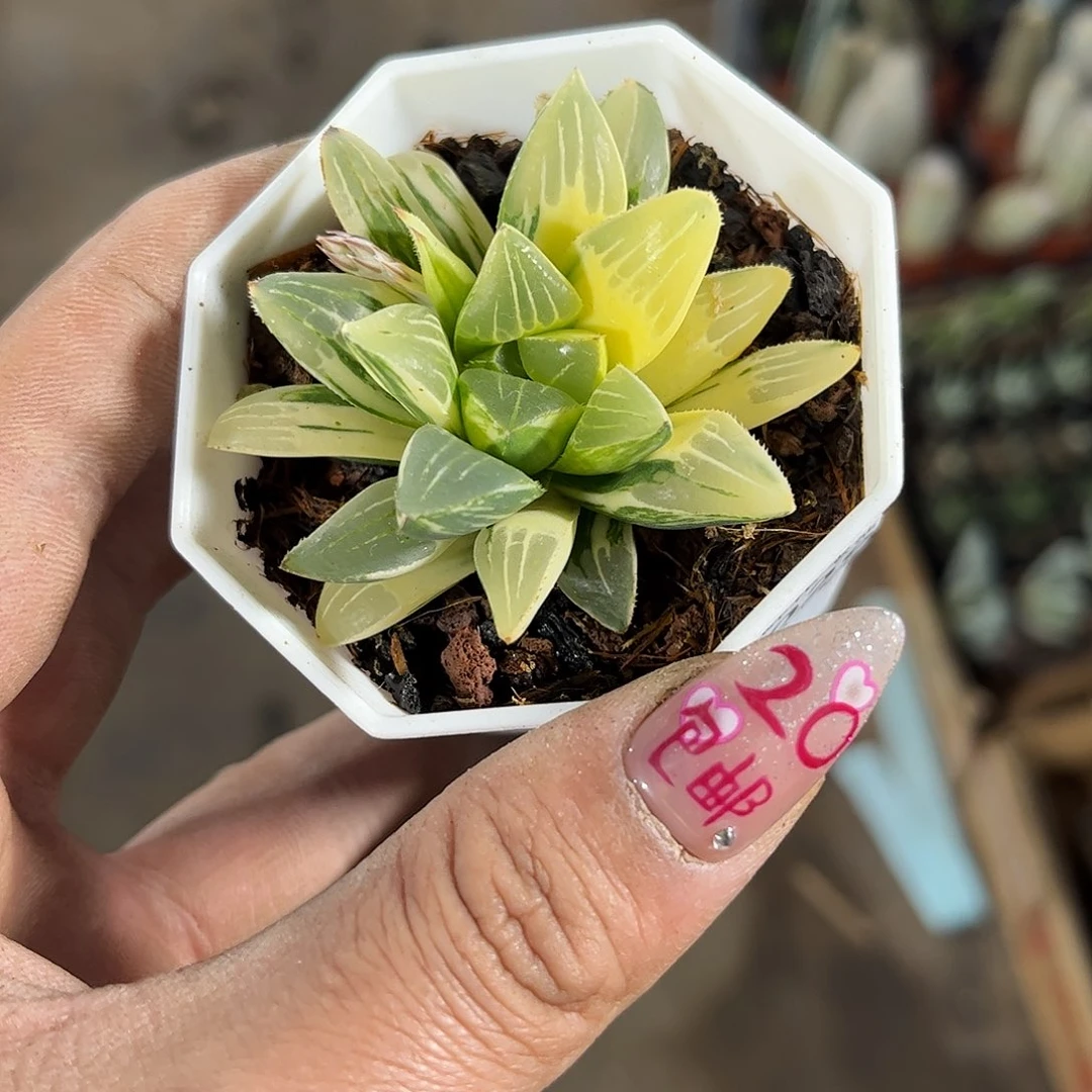 若*26029一物一拍单头