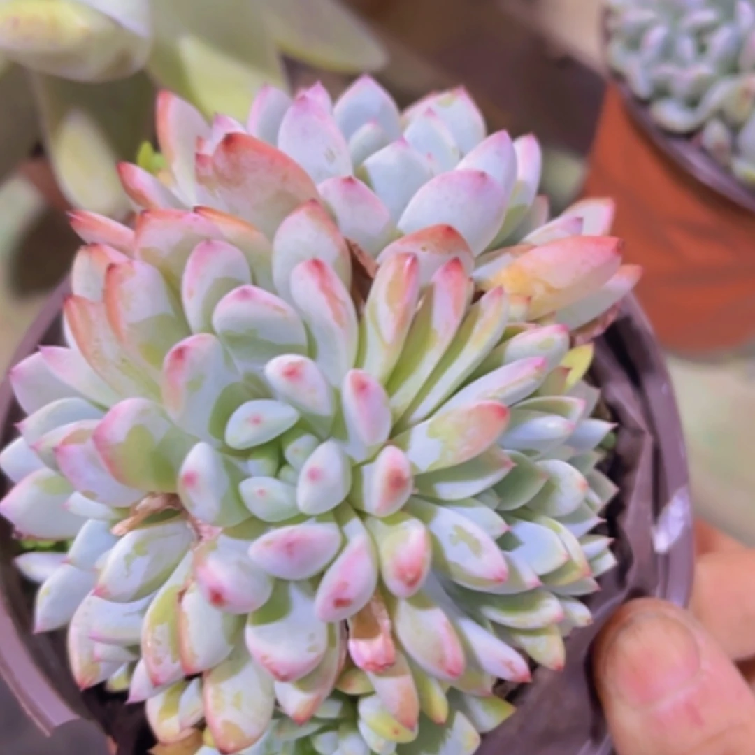 【闪购商品】雪爪朵朵缀28273