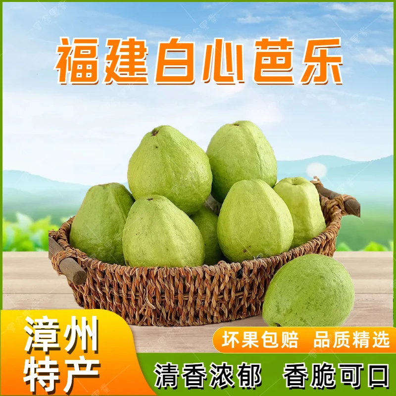 漳州芭乐自己果园种植软糯冰淇淋口感每天早上现采现发新鲜不打蜡