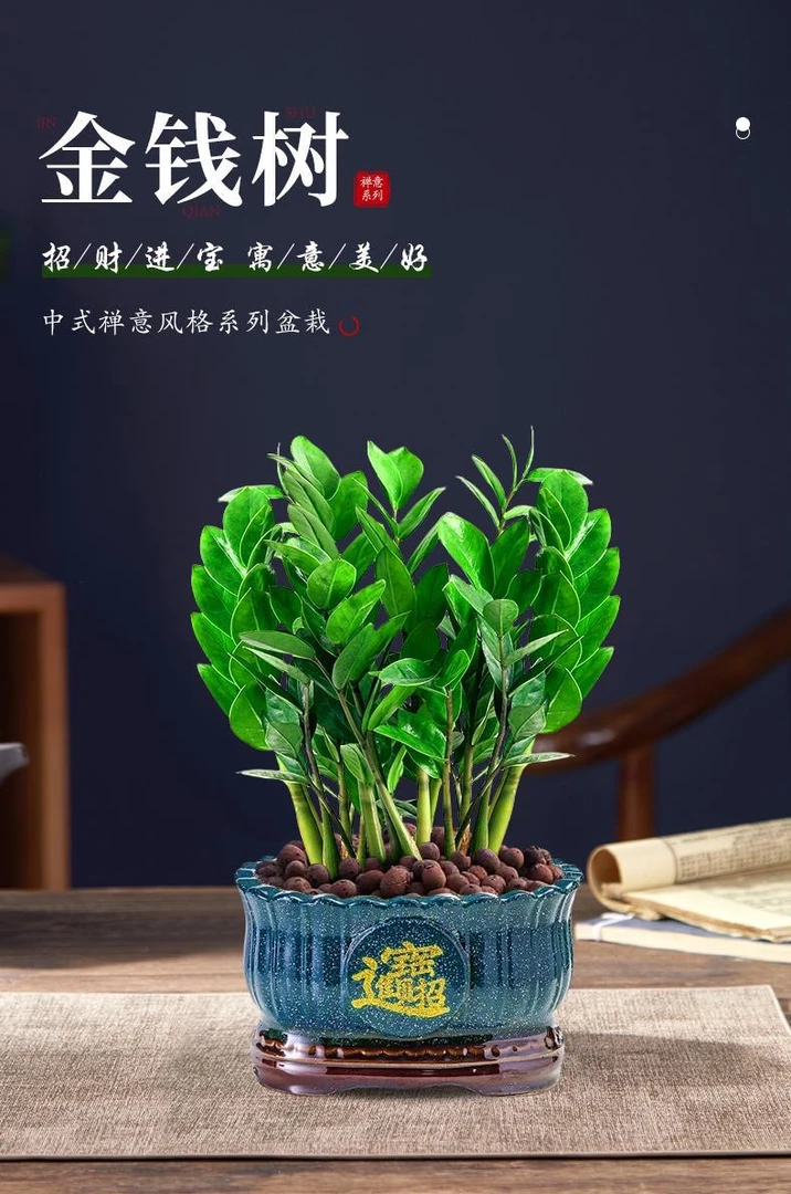 金钱树树苗花卉盆栽客厅小发财树钱串子好养大棵大型绿植室内植物