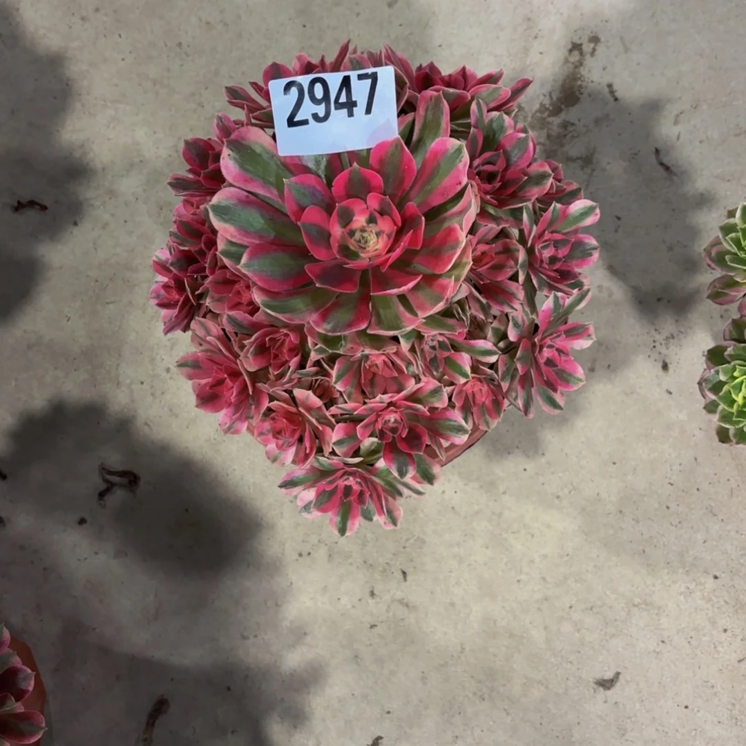 草***丁无花朵2947粉女巫111111