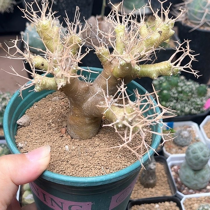 无花朵黑鬼殿厚敦菊一颗实生