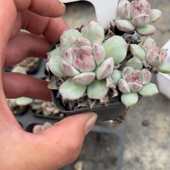245Tp 多肉植物多