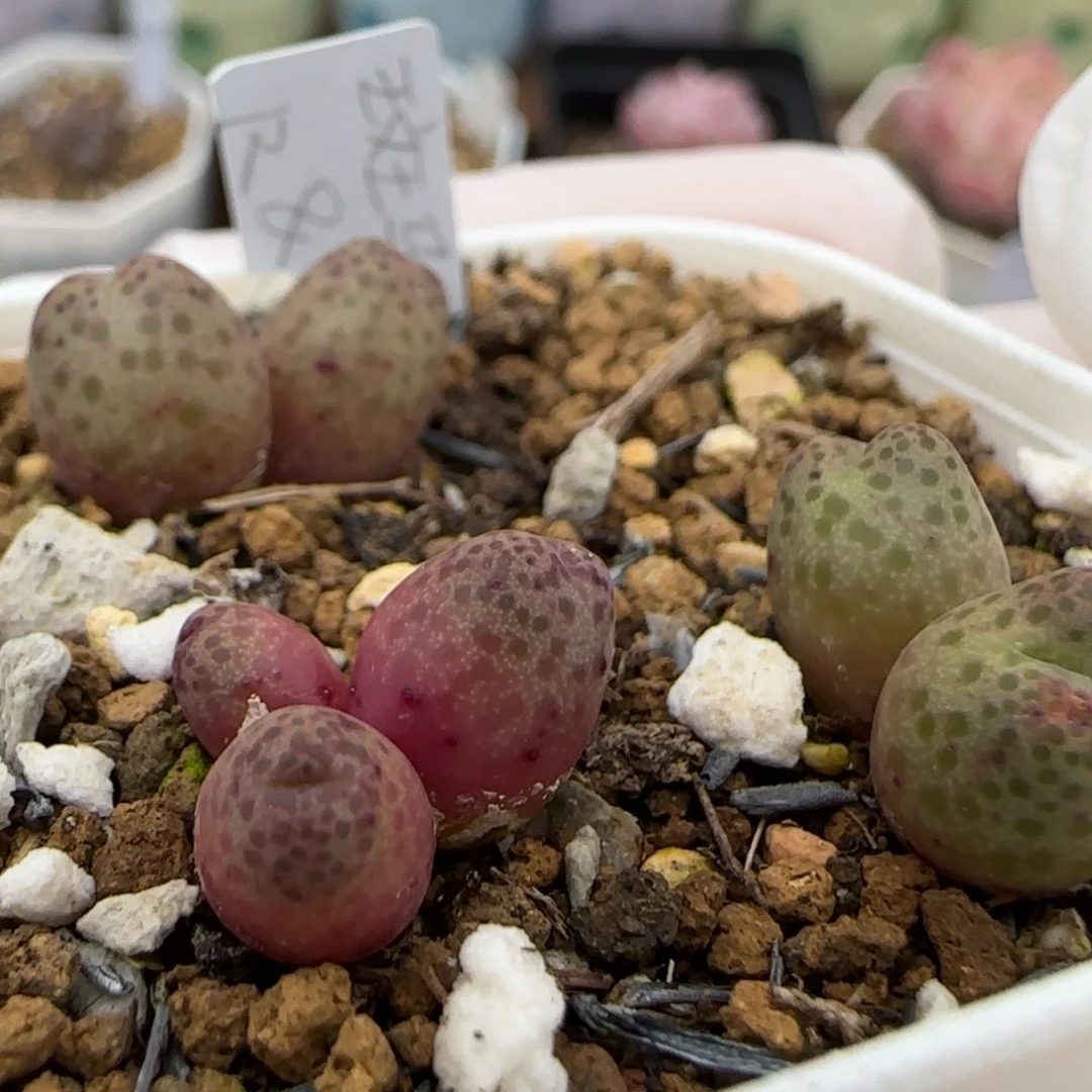 1。16。 7008。斑马清盒。 上播福利