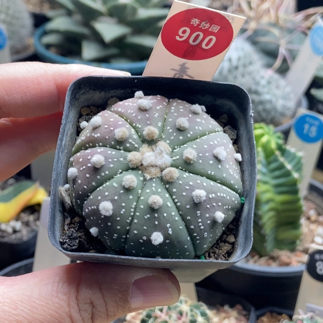 实生高绒海星兜一棵仙人球