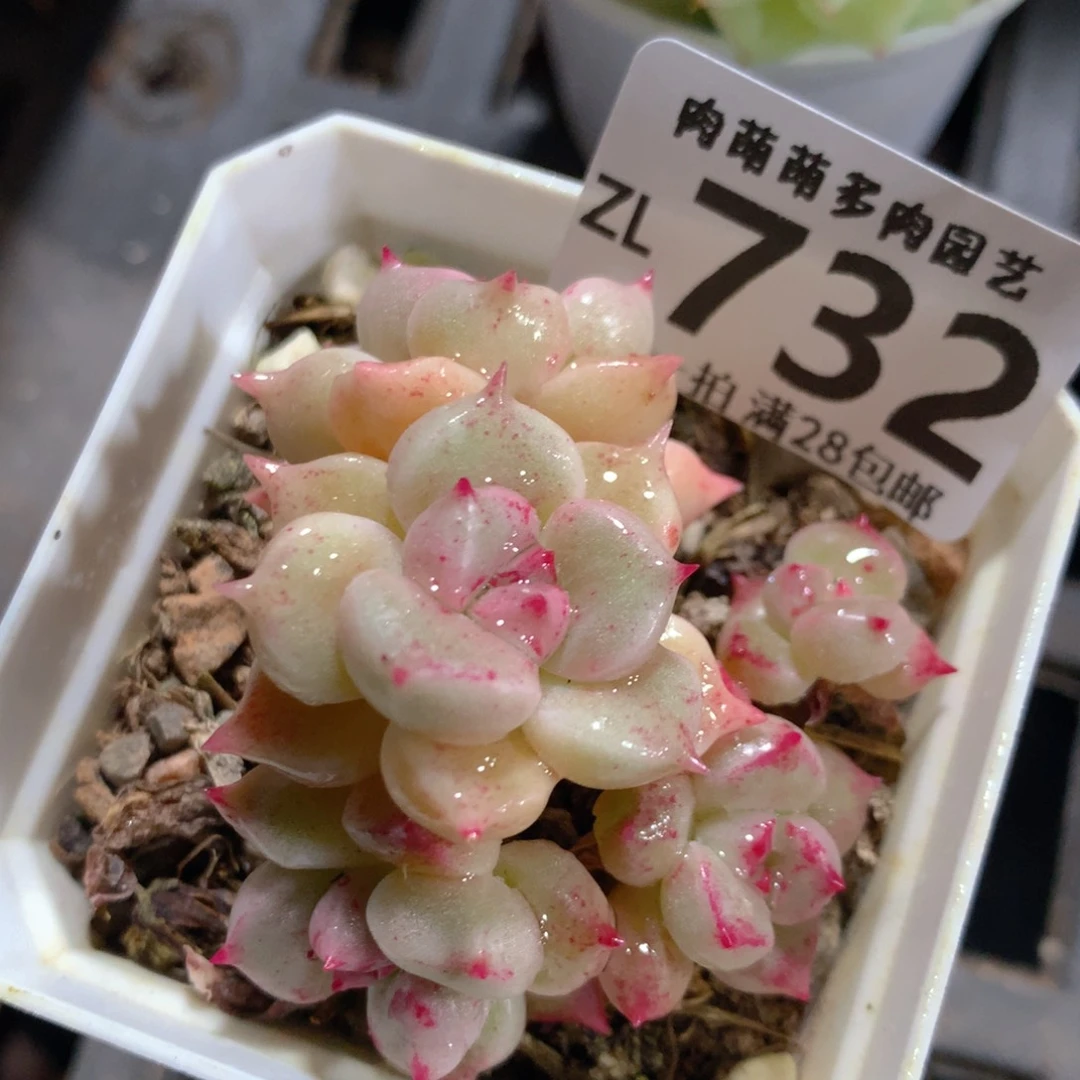 5CM拇指盆精控多肉ZL732