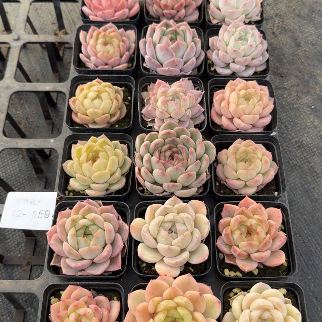 多肉杂交一物一拍12-159