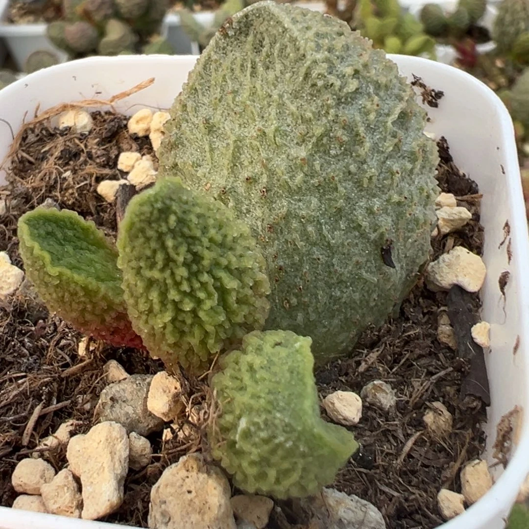 福利款胖五大苗多肉植物水泡