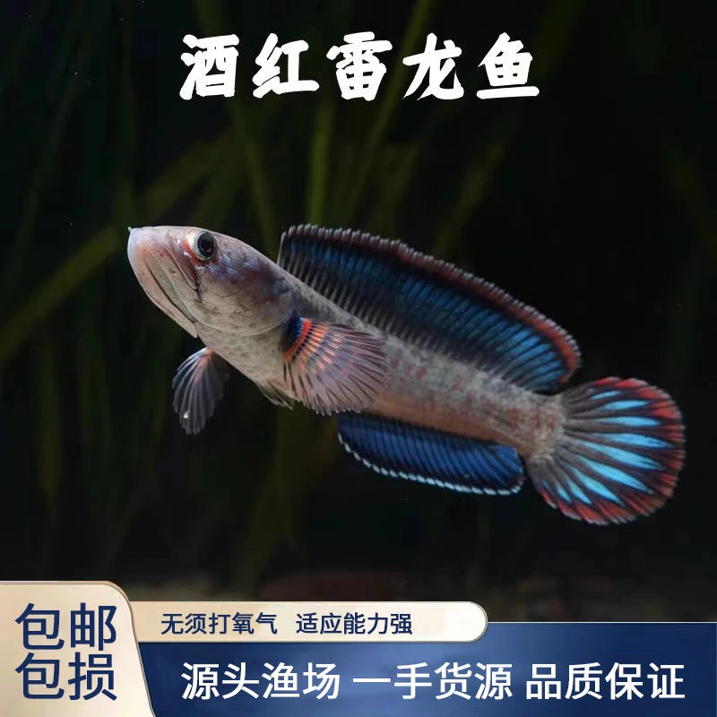 酒红雷龙8-12cm小型雷龙鱼新手雷龙鱼非眼镜蛇雷龙