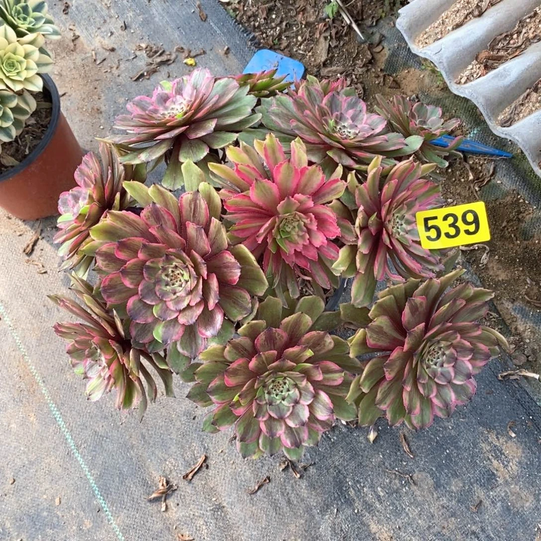 粉黛多肉法师539