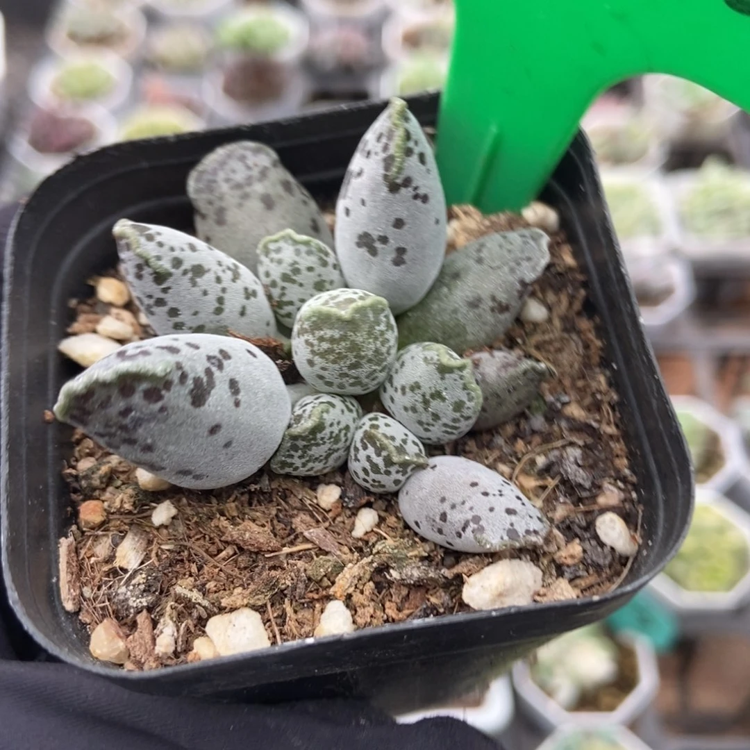 3122海豹多肉植物多肉