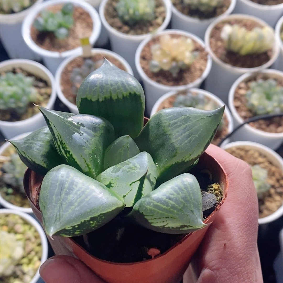 裹班若背窗寿玉露多肉