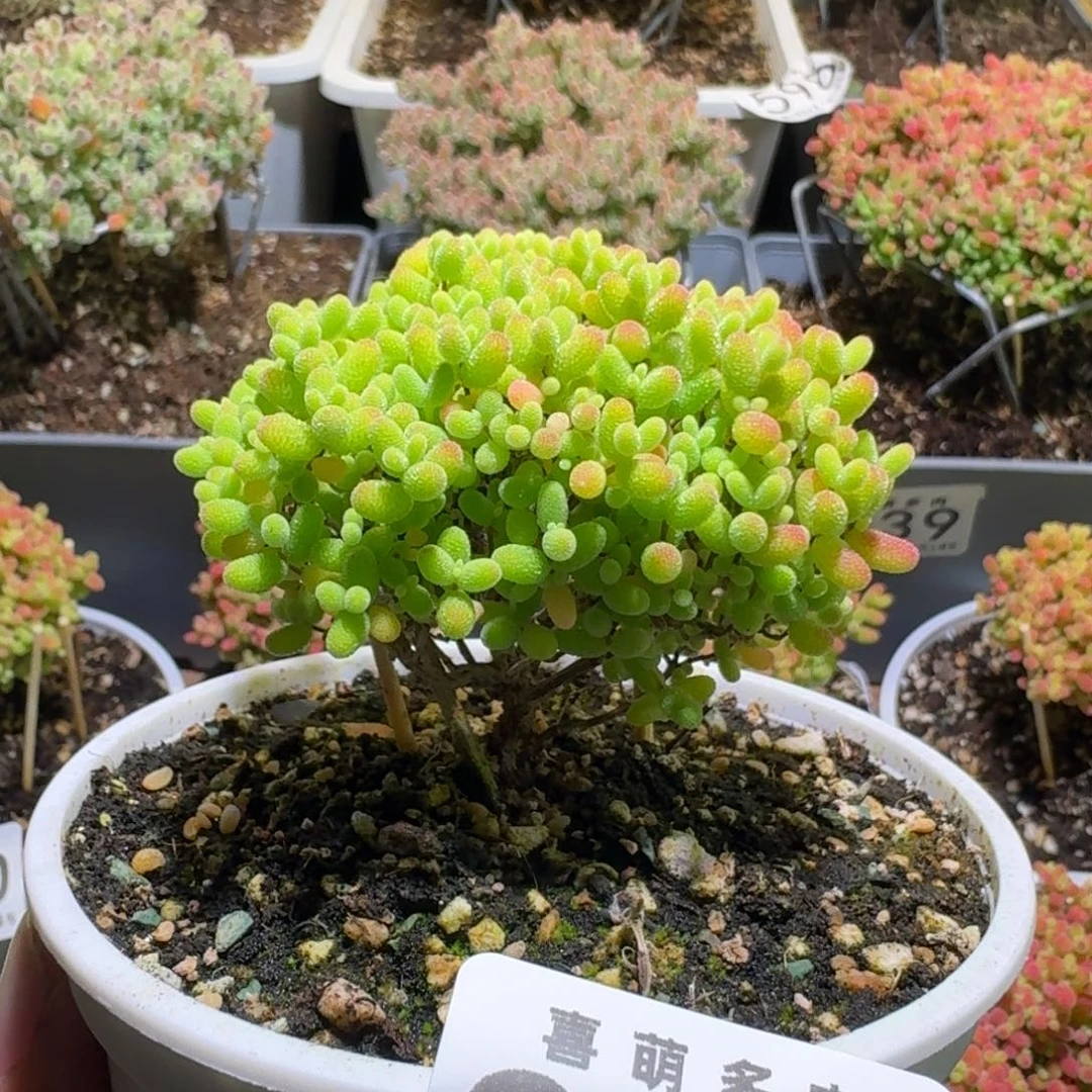 枝干番杏蜜橘糖球957