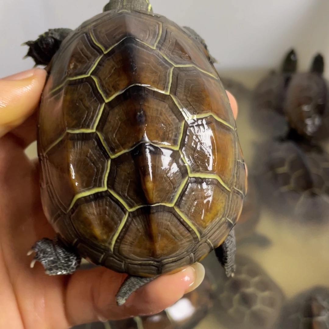 苏北金线冷水草龟