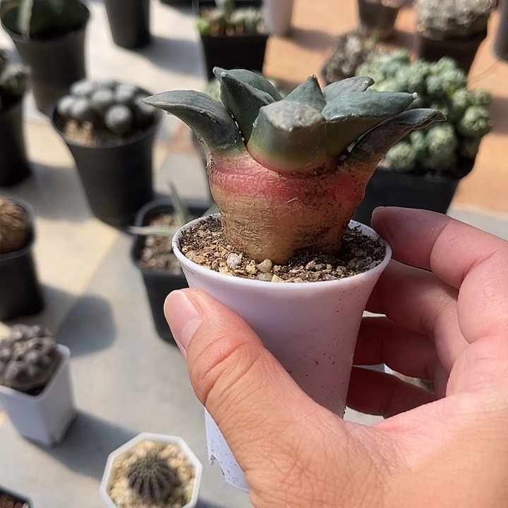 无花朵实生青瓷岩牡丹一物一拍