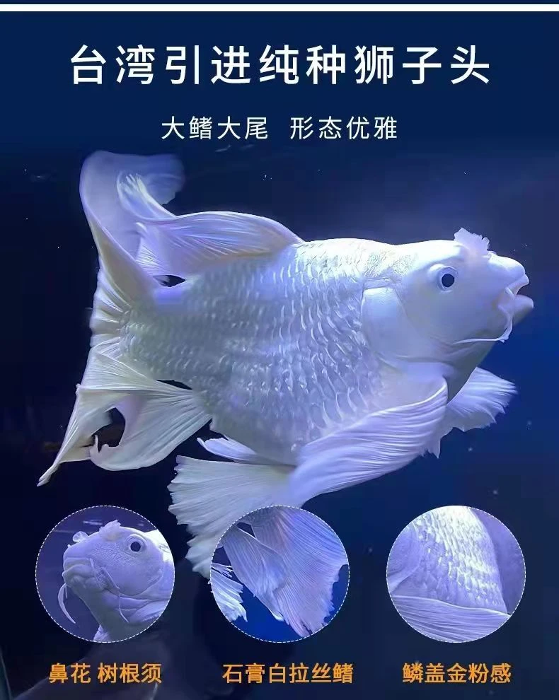 17-19公分精品纯球体蝴蝶鲤大鳍大尾狮子头龙须包邮包损