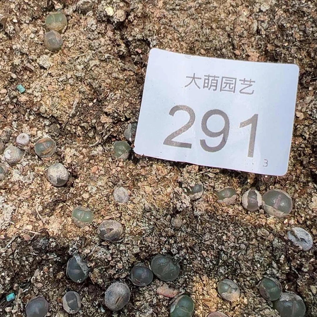 0000291量拍安格尼斯之眼风铃3颗尺寸0.7上下