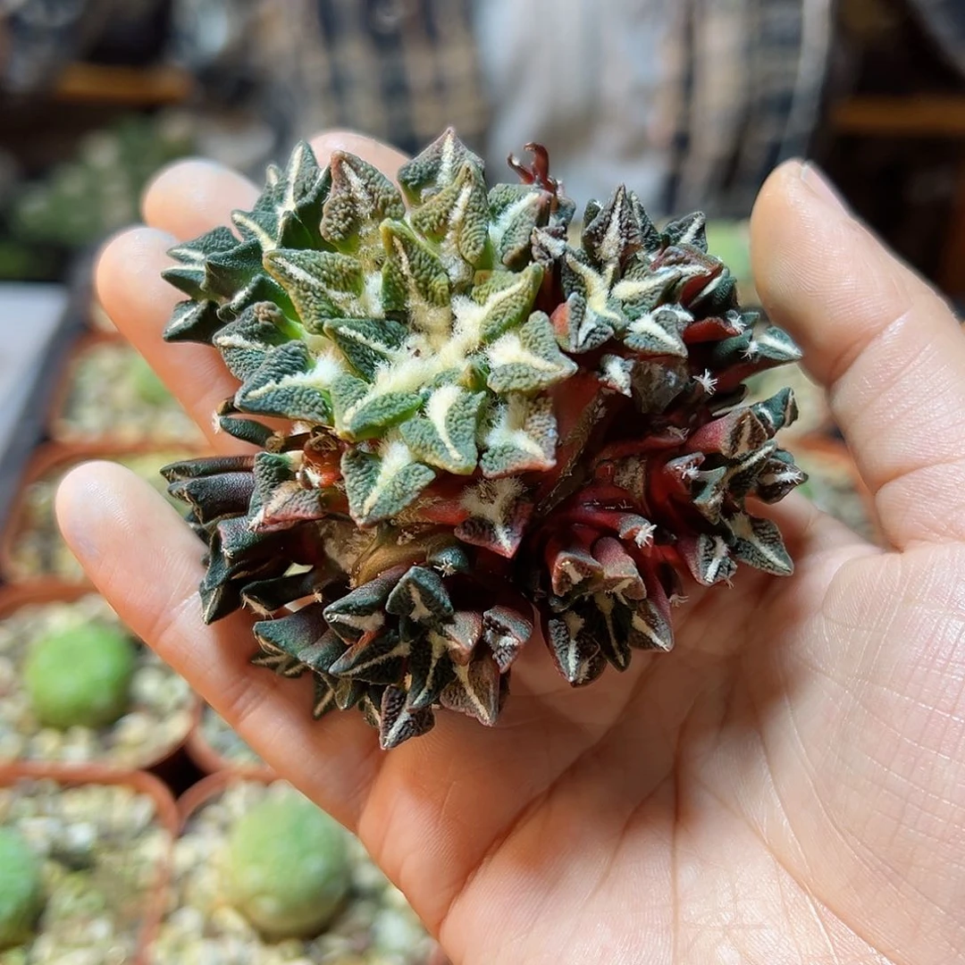 1号黑牡丹红黄锦7.6公分无根