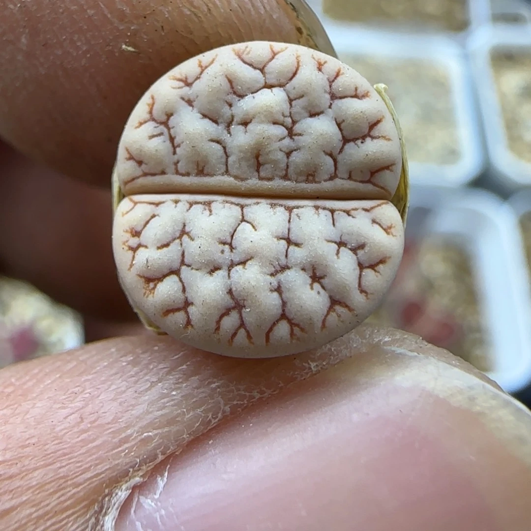 24 生石花大棚直播