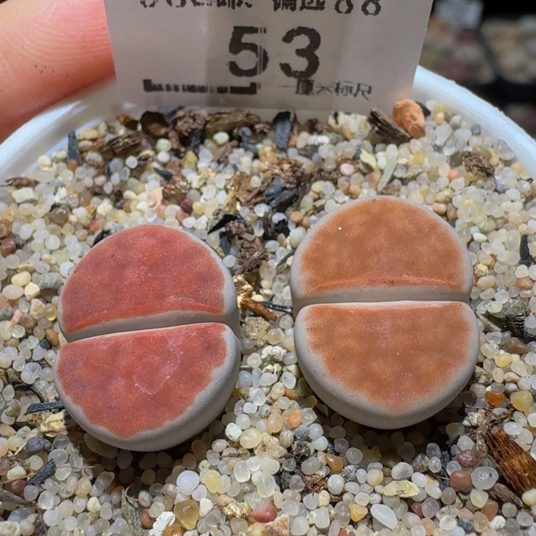 Sssss精品生石花53