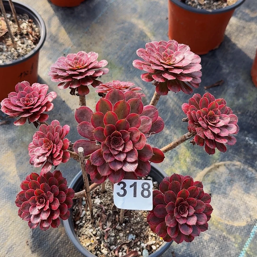318黑天鹅法师植物