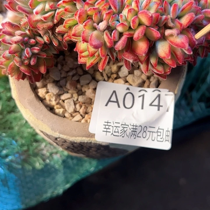 幸运的是我的朋友是