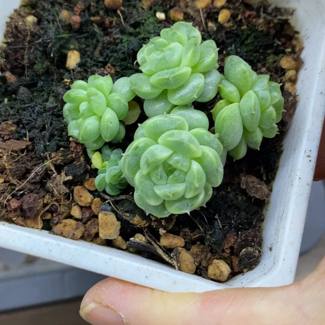 精品多肉一物一拍不包整223