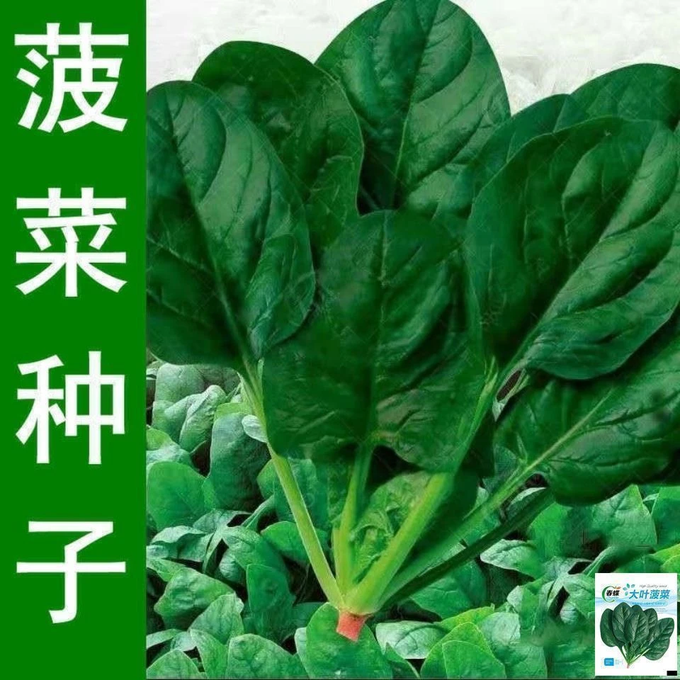 【当季新种】大叶菠菜种子四季易种原生态菠菜籽种子抗病耐热耐蔬菜