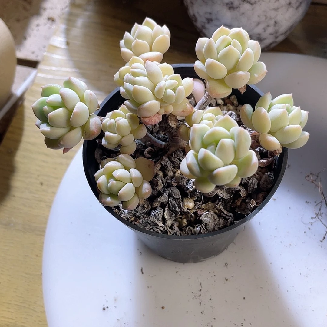 0324  原始泡泡糖 六月六