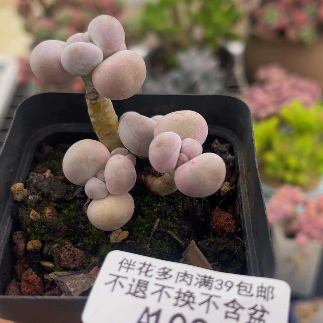 爱***～022-橙奶多肉4cm多肉