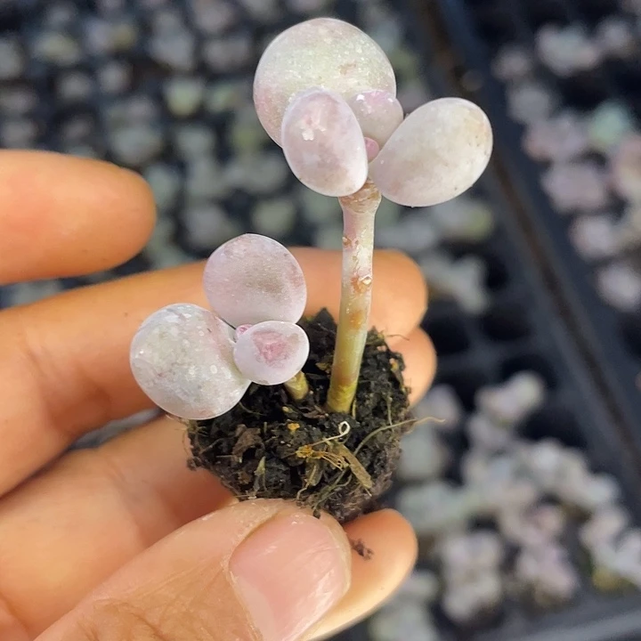 一物一拍满18包邮