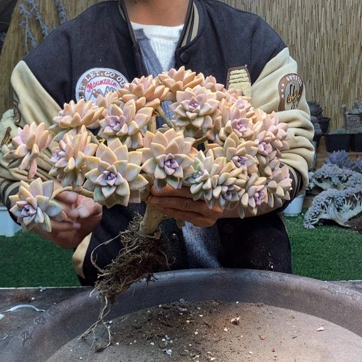 安****312 号淡雪多肉植物