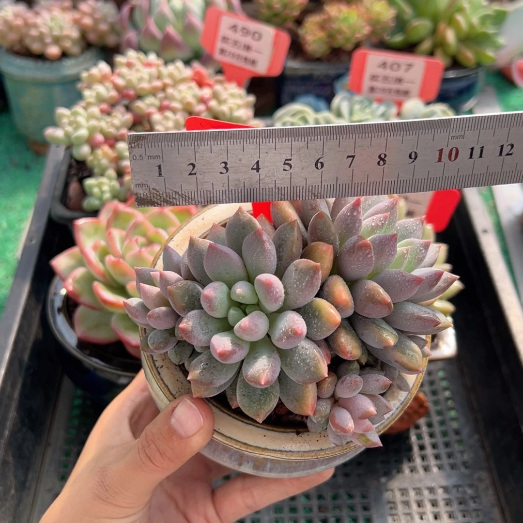 表妹精品多肉植物405.