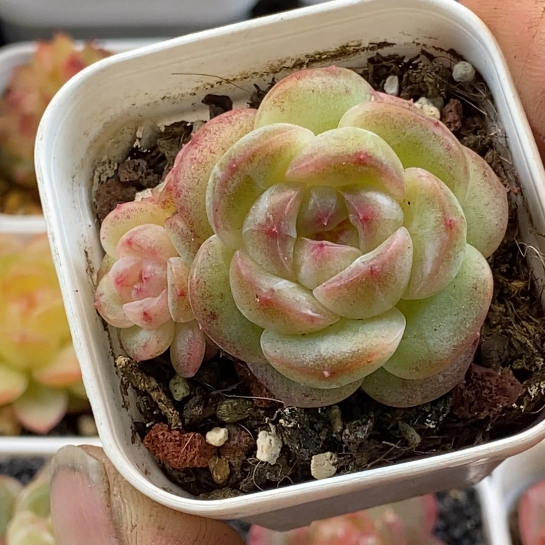 天官赐福百无禁忌