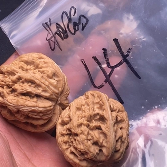 【闪购商品】把件文玩核桃粗筋