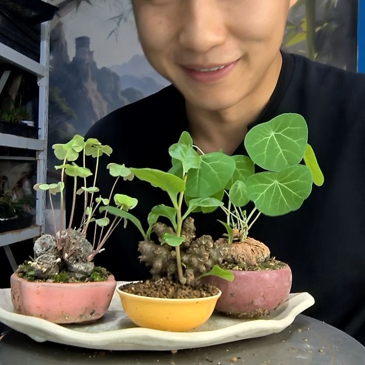 在*中中青园艺一物一拍66