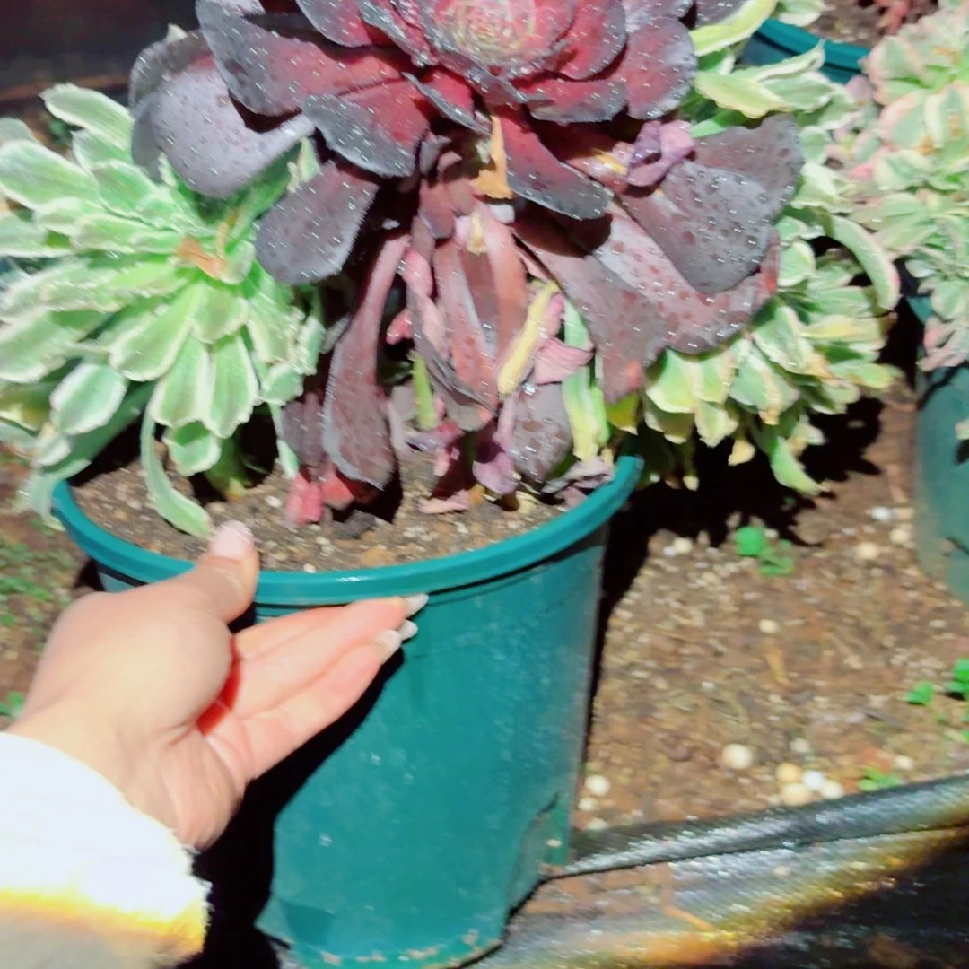 嗯881 号多肉法师植物特价