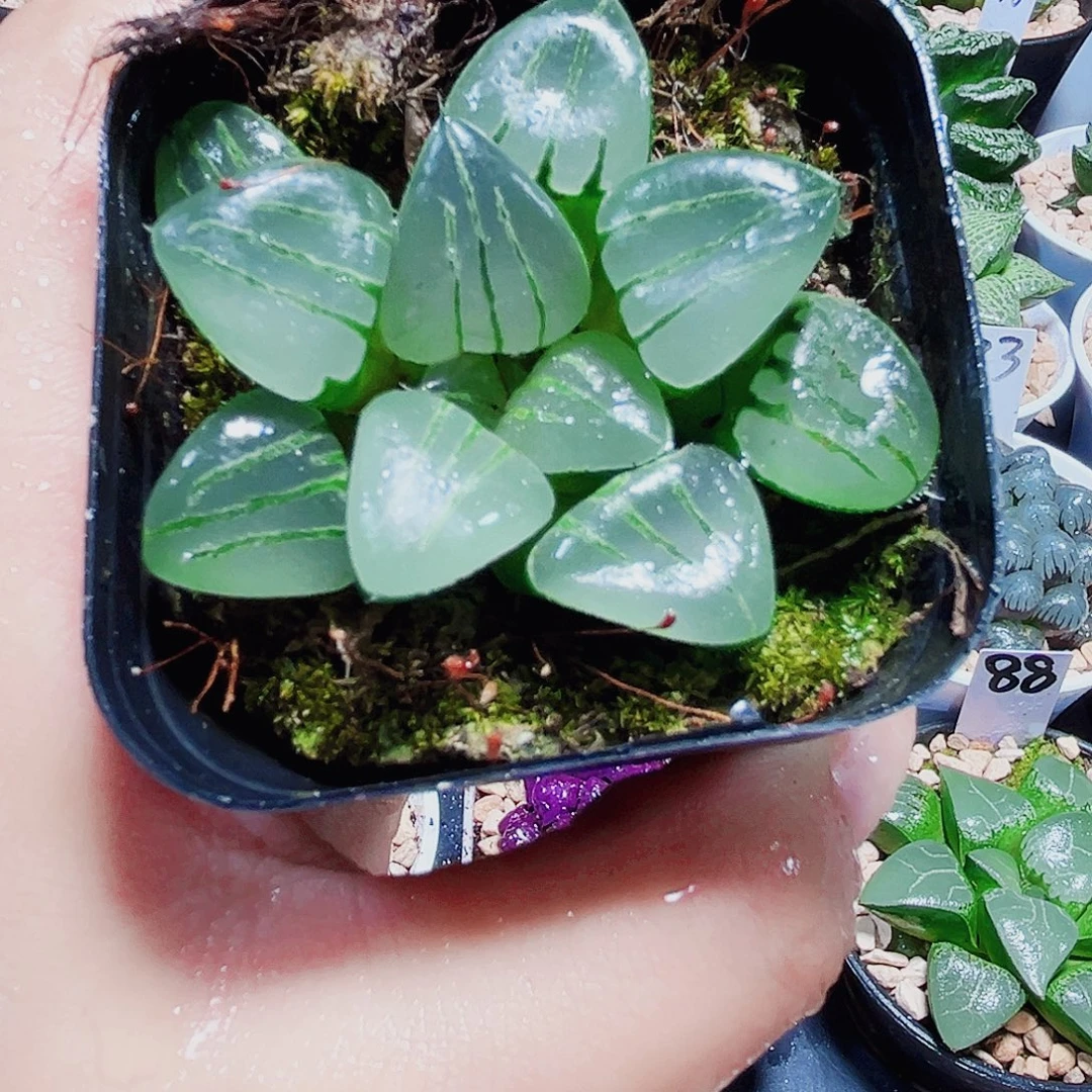 翠虎多肉植物66666