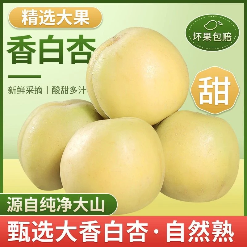 河北遵化新鲜现摘娘娘庄贡香白杏正宗甜杏子水果