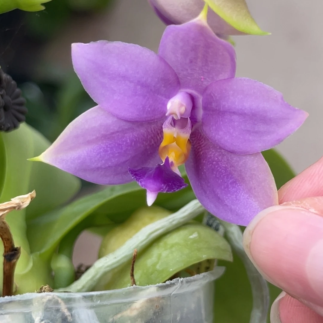 完全开放SWR22MC-1300