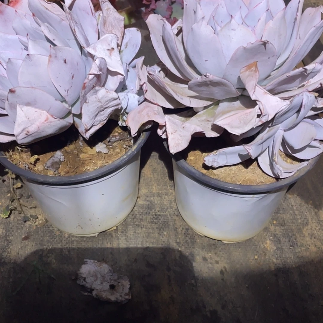 用***792号多肉广寒宫带赠品2棵