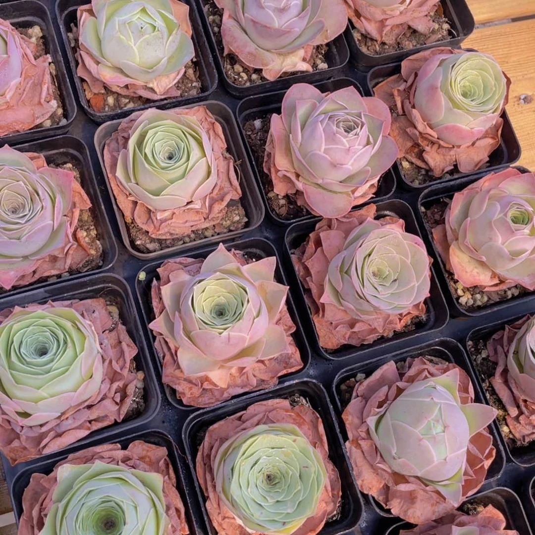 1095号 山地玫瑰单头一个