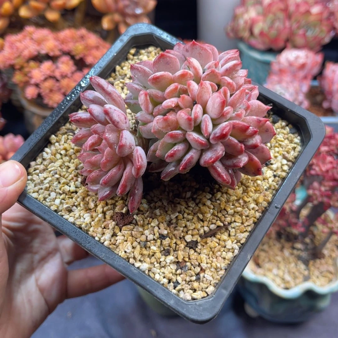 n****a玛瑙缀 九公分