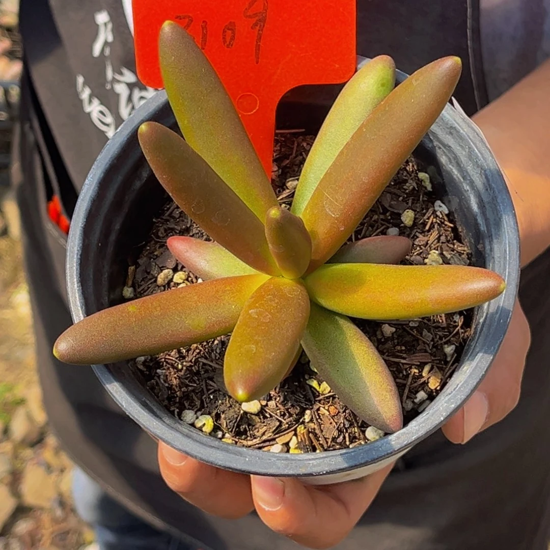 ?**姐3109号上午多肉植物群生多肉植物